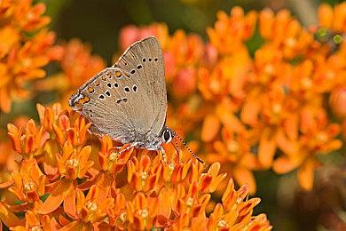 赛博朋克竞技游戏《超级巴基球》11月15日发售 下周免费试玩