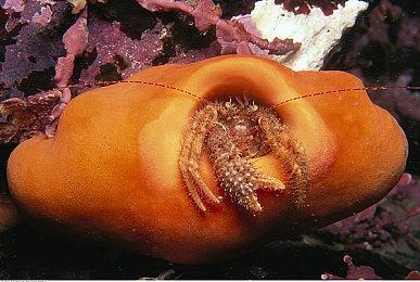 宫崎英高亲笔签名《艾尔登法环》海报拍出高价1.5万美元 将用于慈善事业